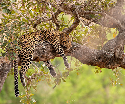 Leopard resting on the branch of a tree